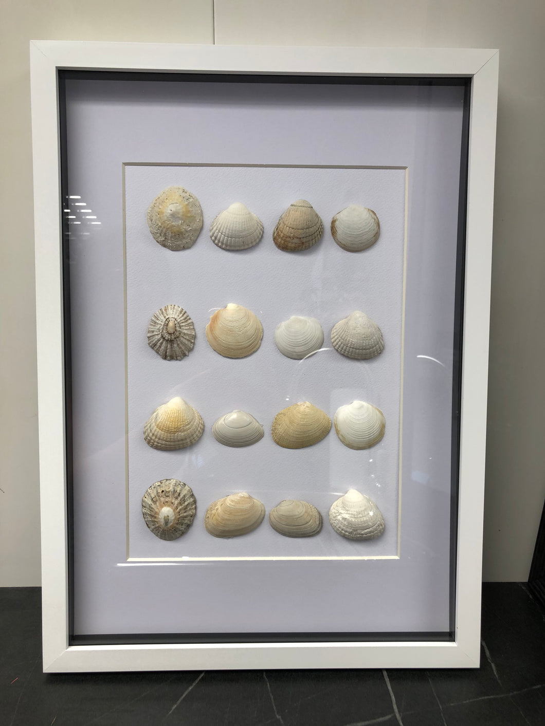 Seashells