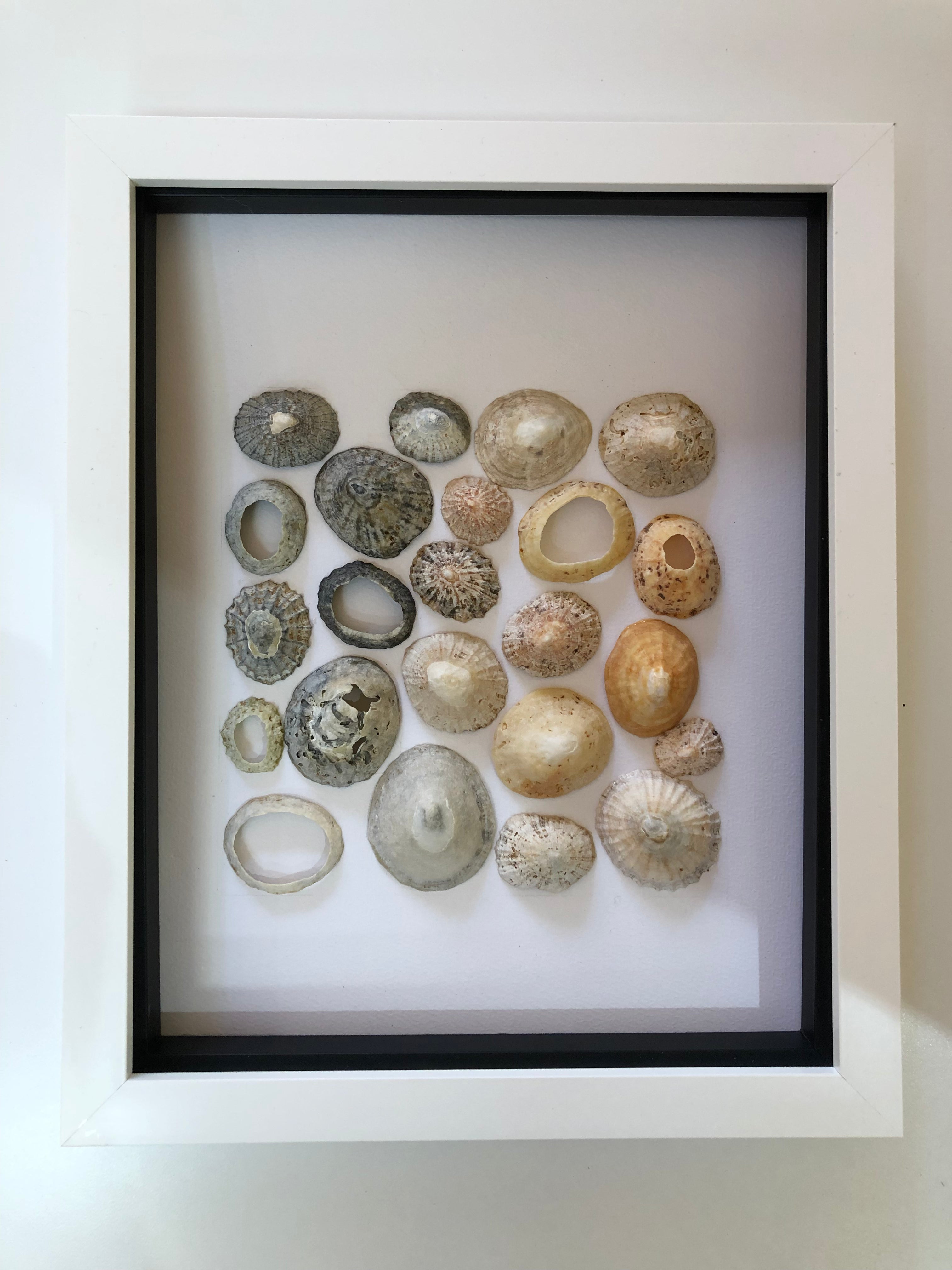 Limpet shell panel – artsea artistry